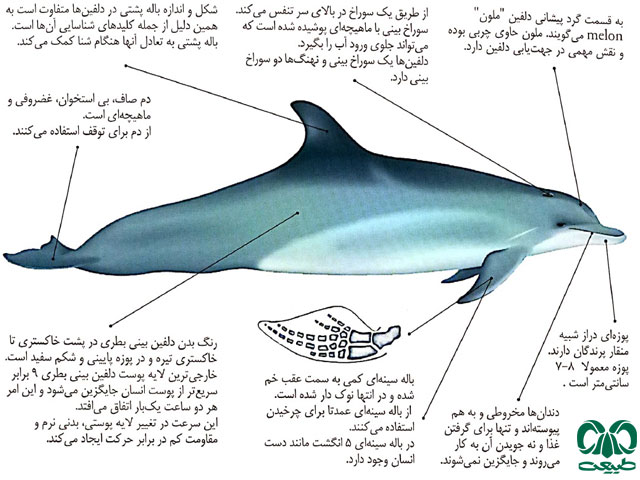 ویژگی‌های ظاهری گونه دلفین بینی بطری معمولی